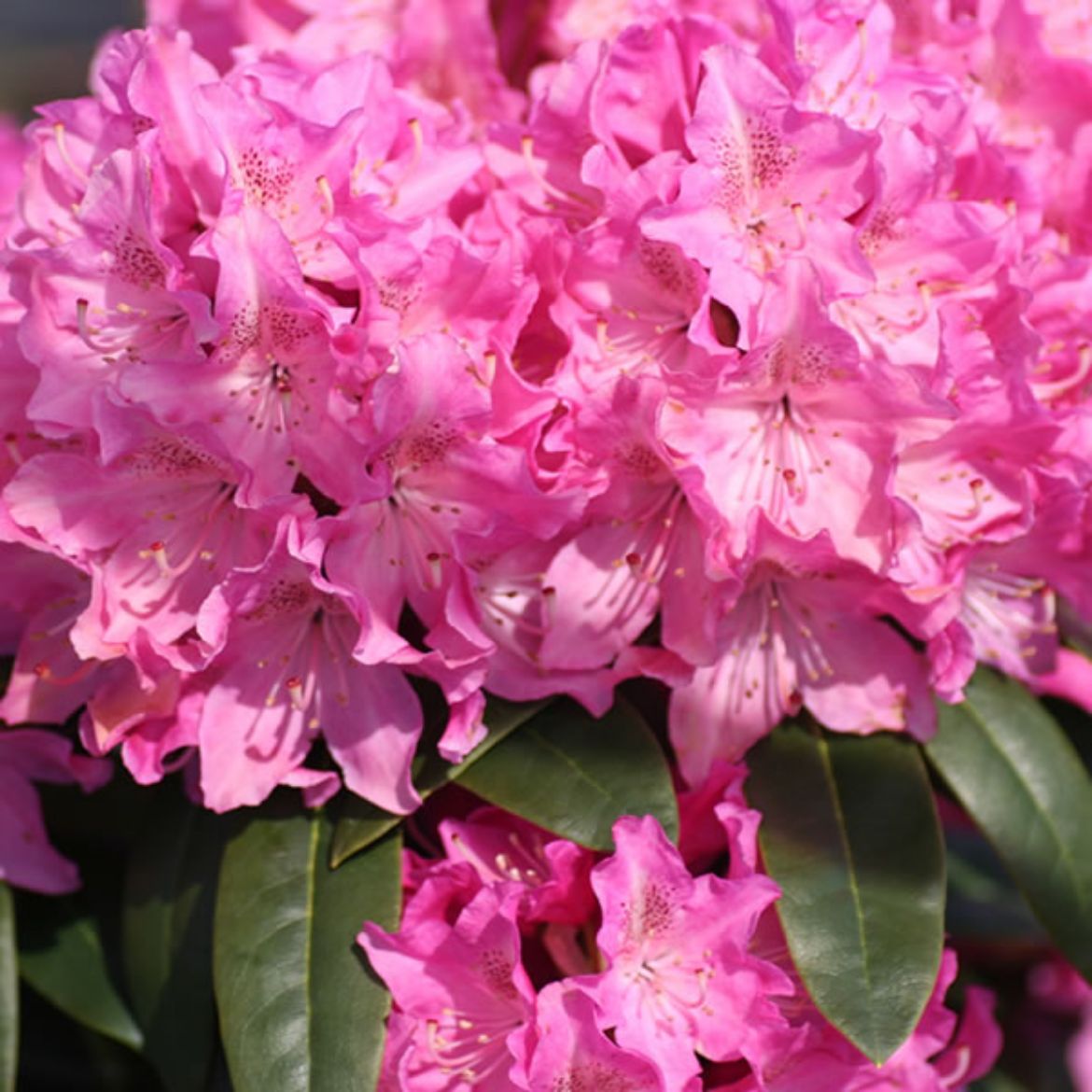 Picture of Rhododendron 'Holden'