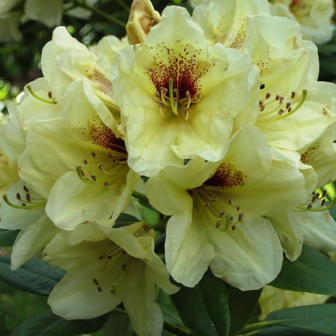 Picture of Rhododendron 'Holden's Solar Flair'