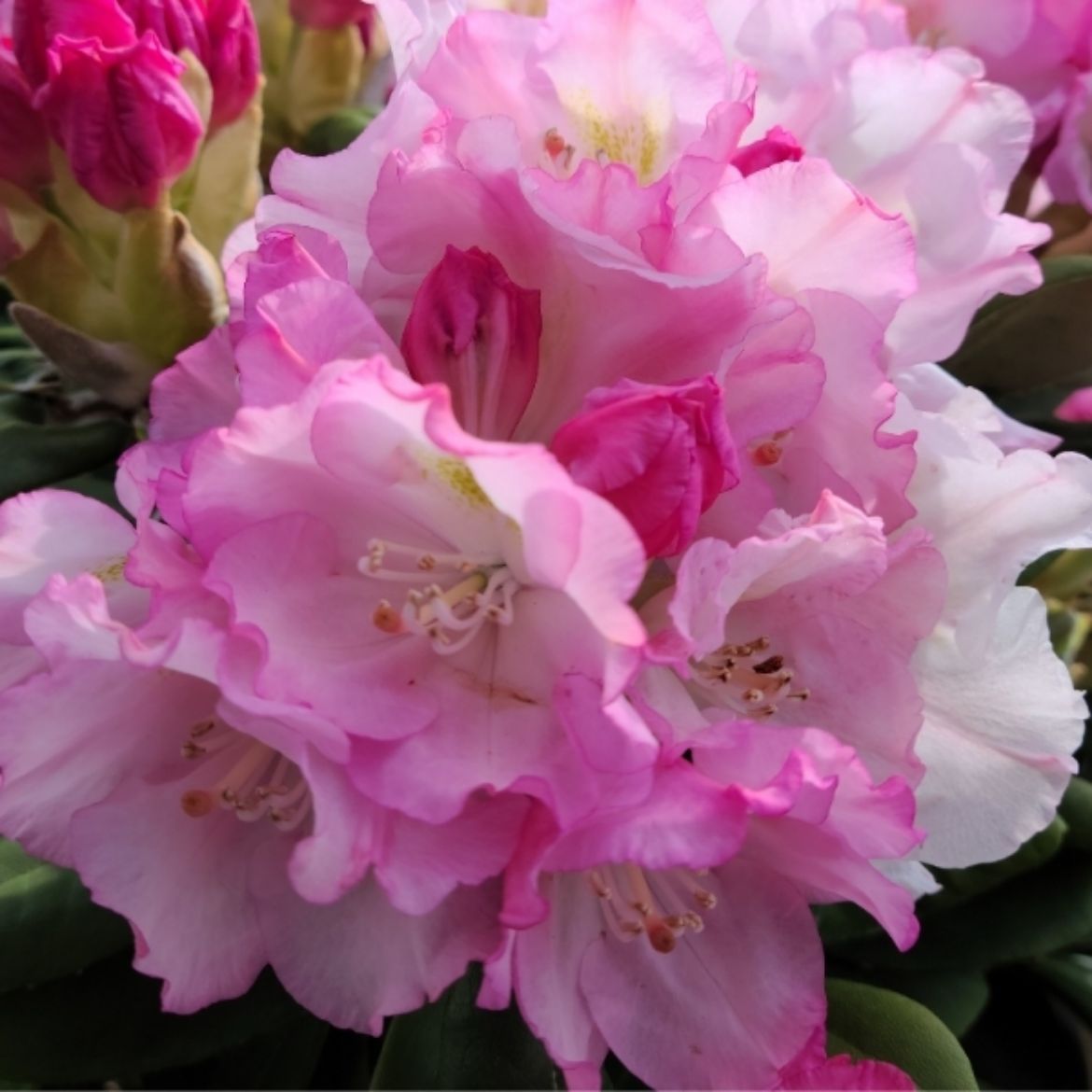 Picture of Rhododendron 'Ken Janeck'