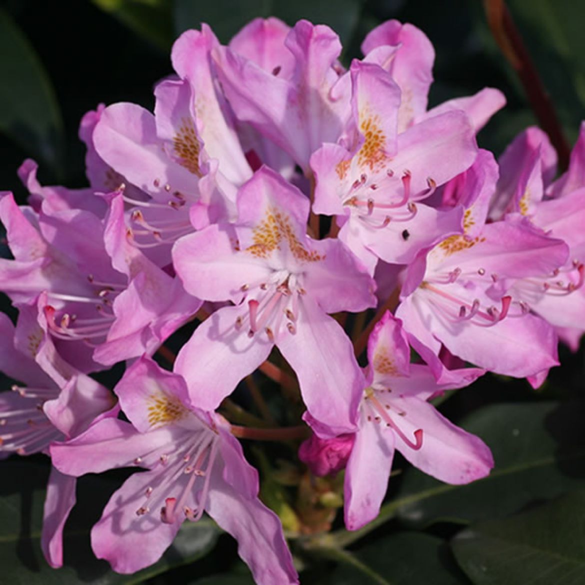Picture of Rhododendron 'Maximum Roseum'