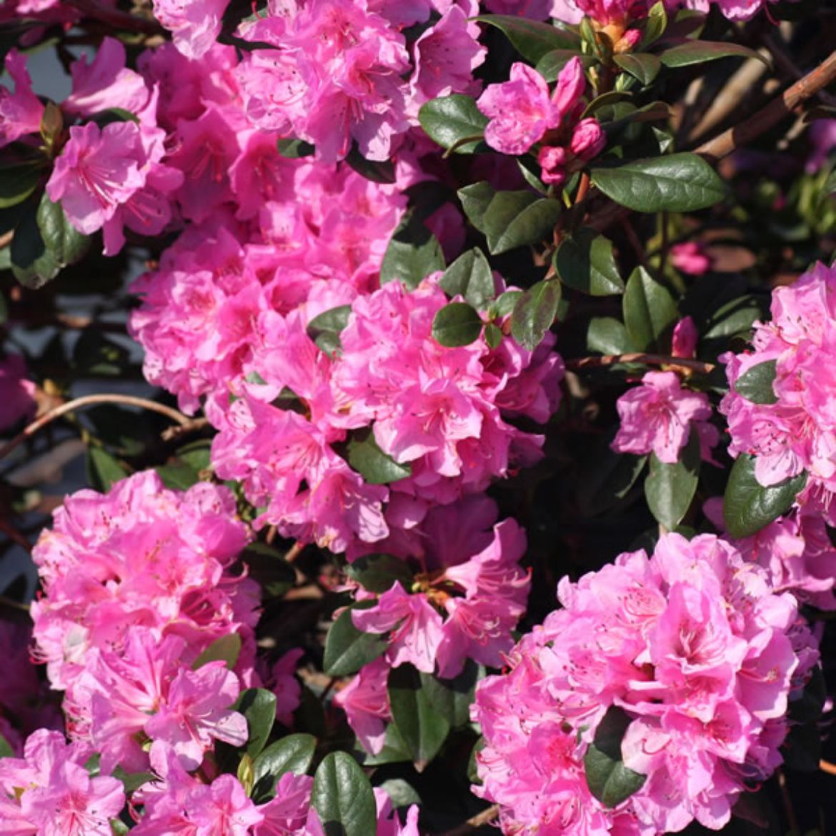 Picture of Rhododendron 'Olga Mezitt'