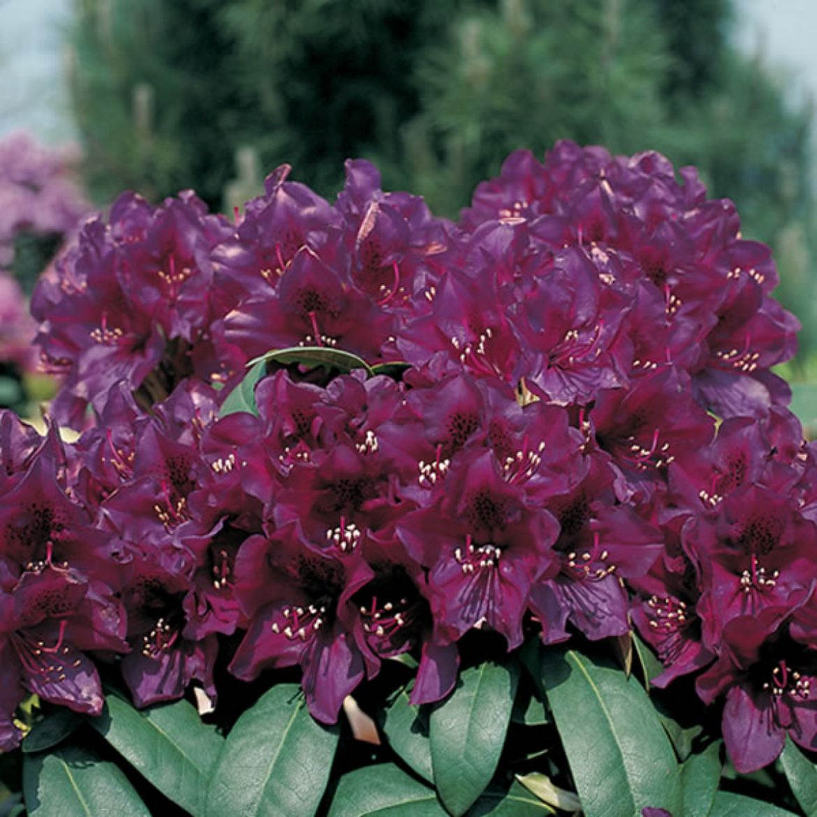 Picture of Rhododendron 'Polarnacht'