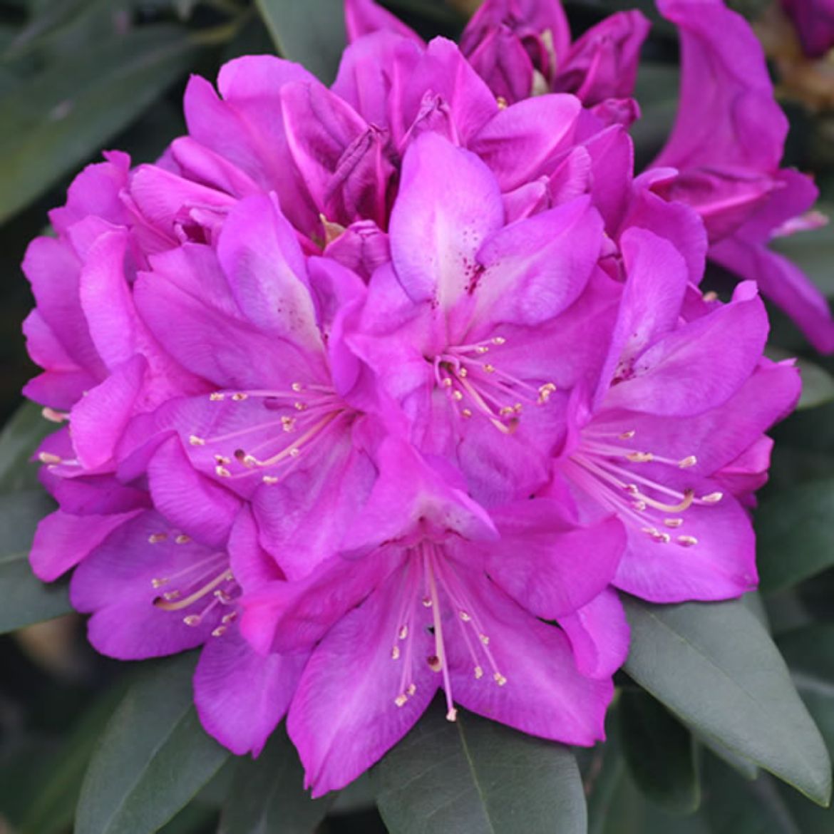 Picture of Rhododendron 'Purple Passion'
