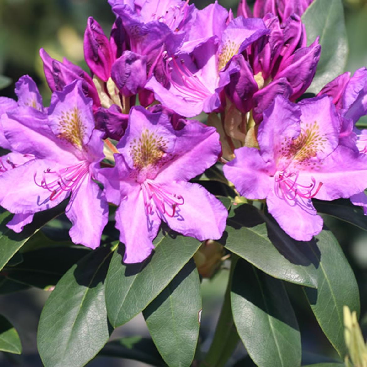 Picture of Rhododendron 'Purpureum Elegans'