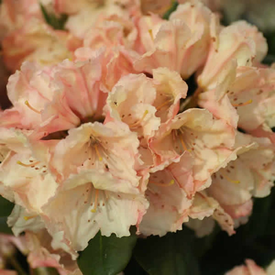 Picture of Rhododendron 'Rimini'