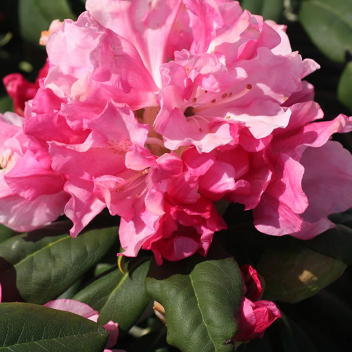 Picture of Rhododendron 'Yaku Prince'