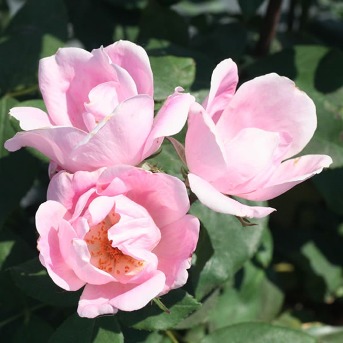 Picture of Rosa Blushing Knock Out®