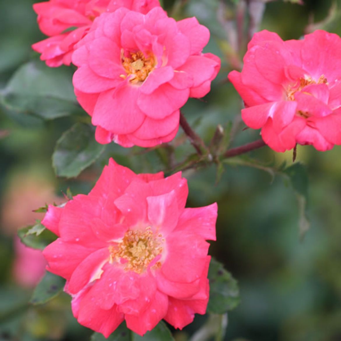 Picture of Rosa Coral Drift®