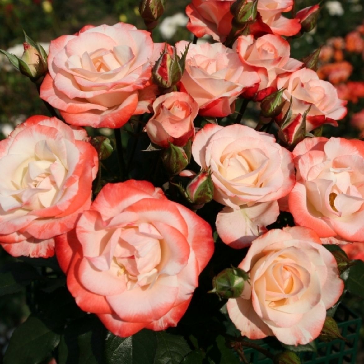 Picture of Rosa Color Splash™