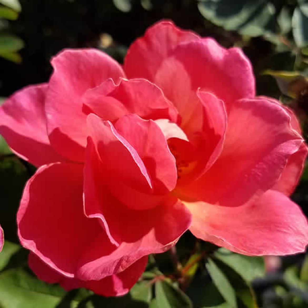 Picture of Rosa Coral Miracle™