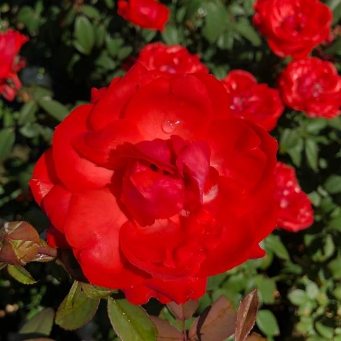 Picture of Rosa True Bloom™ True Passion