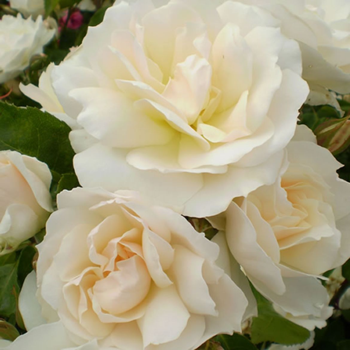 Picture of Rosa Easy Elegance® Champagne Wishes