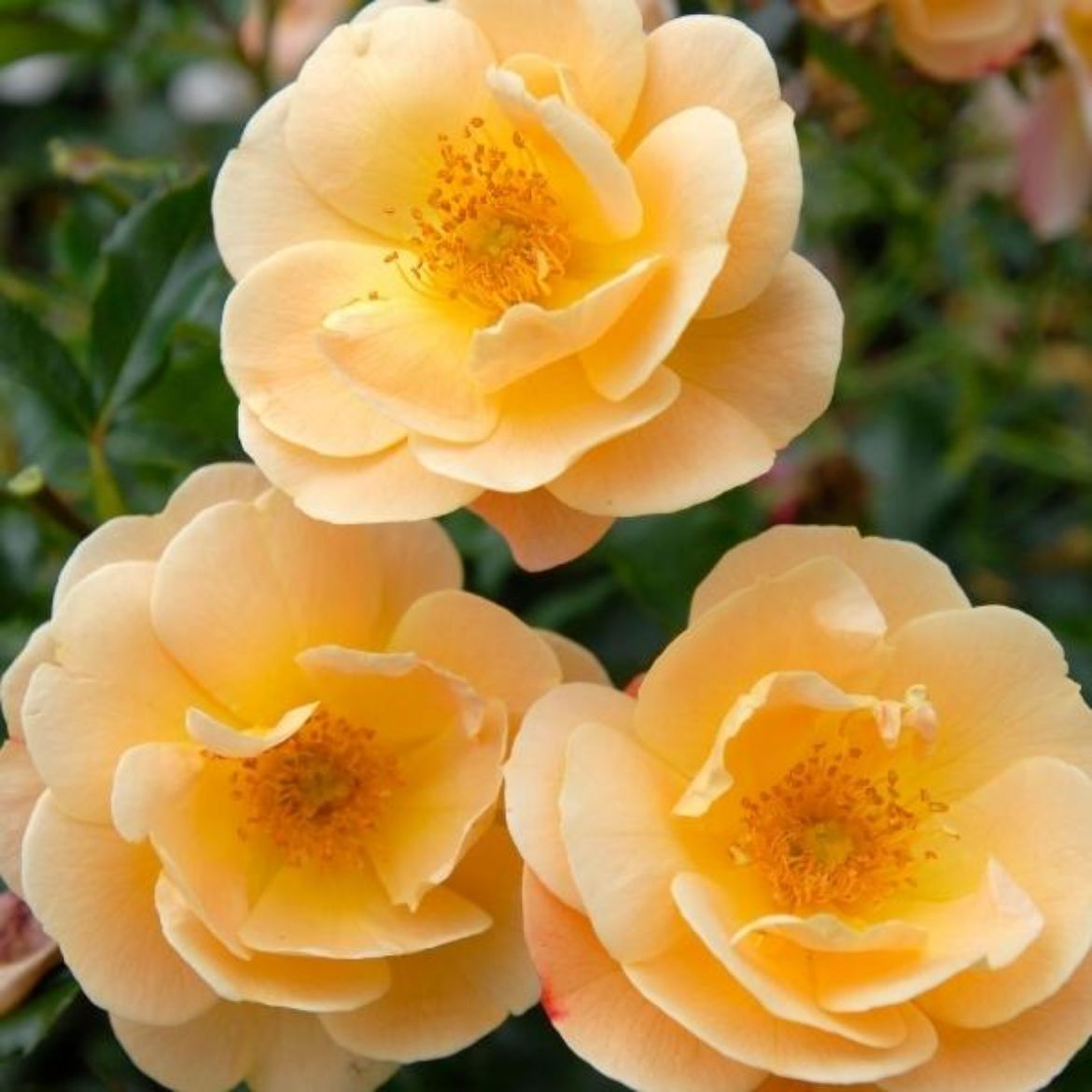 Picture of Rosa Flower Carpet® Amber