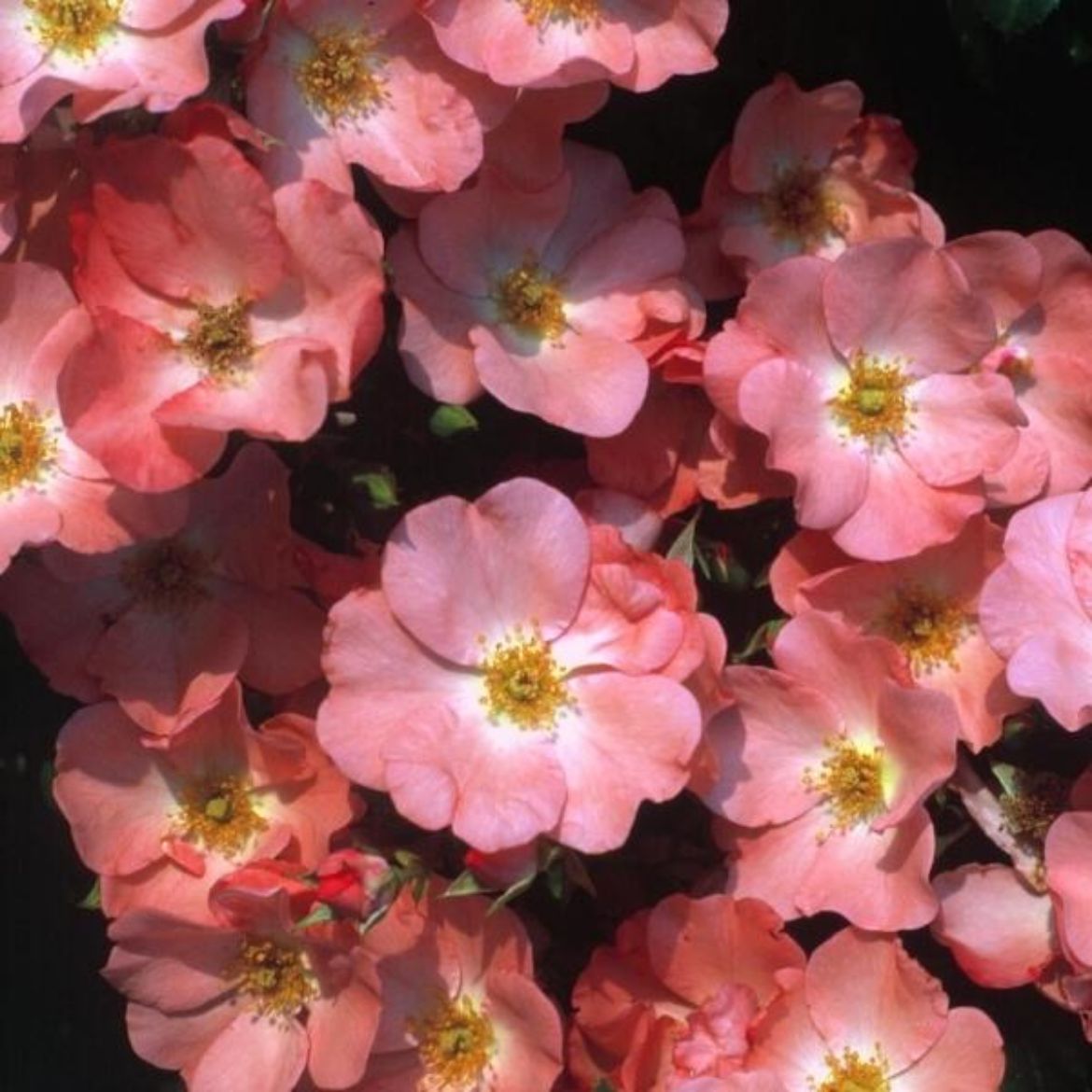 Picture of Rosa Flower Carpet® Coral