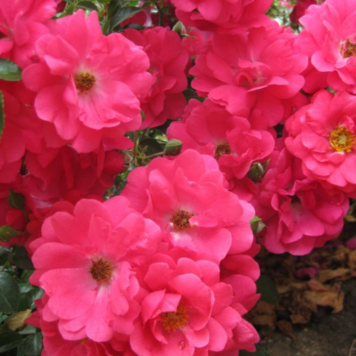 Picture of Rosa Flower Carpet® Pink Supreme
