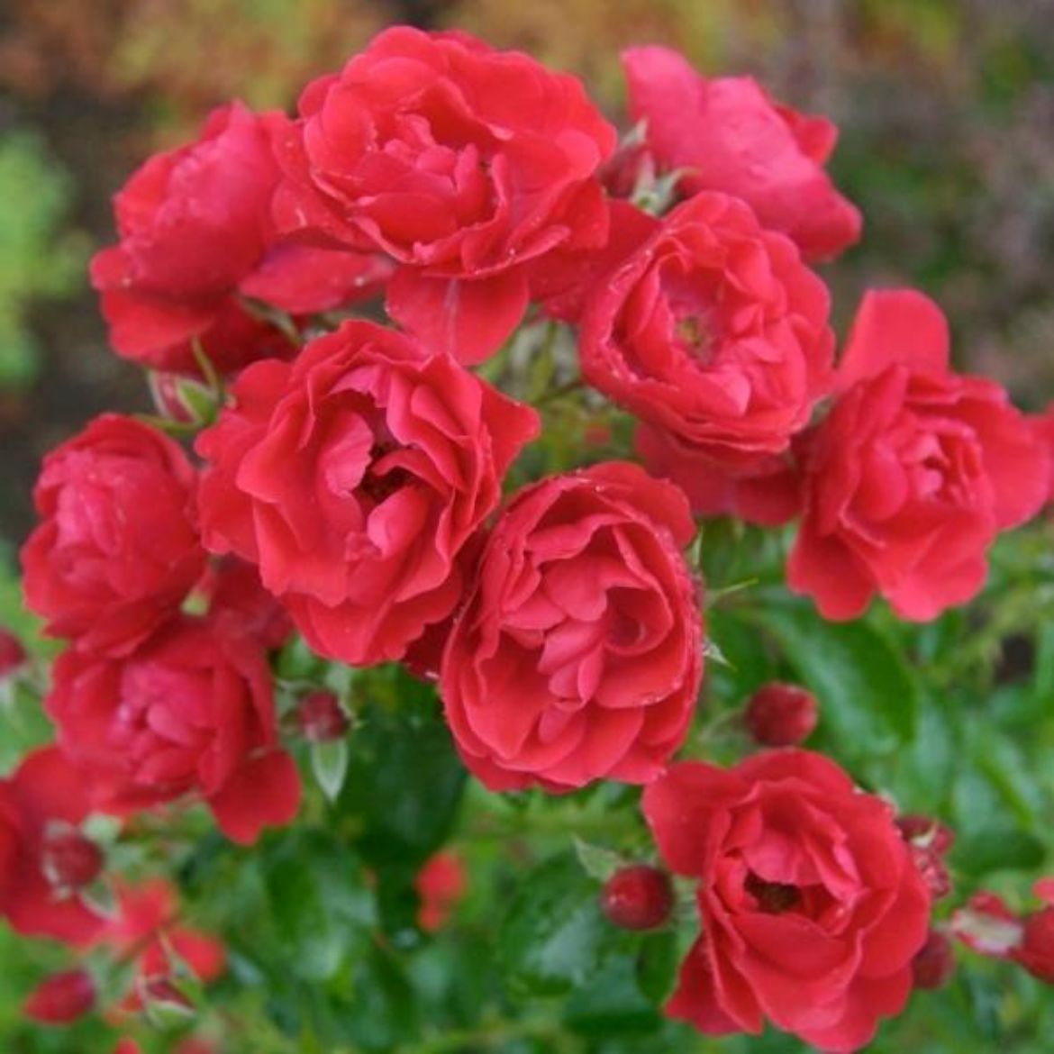 Picture of Rosa Flower Carpet® Scarlet