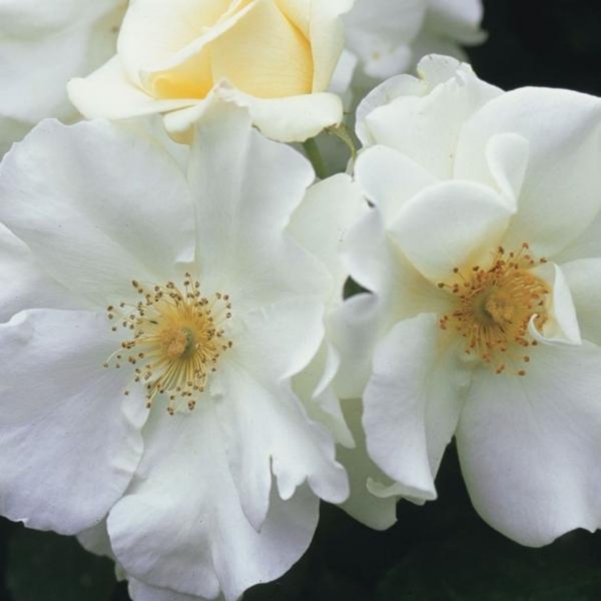 Picture of Rosa Flower Carpet® White