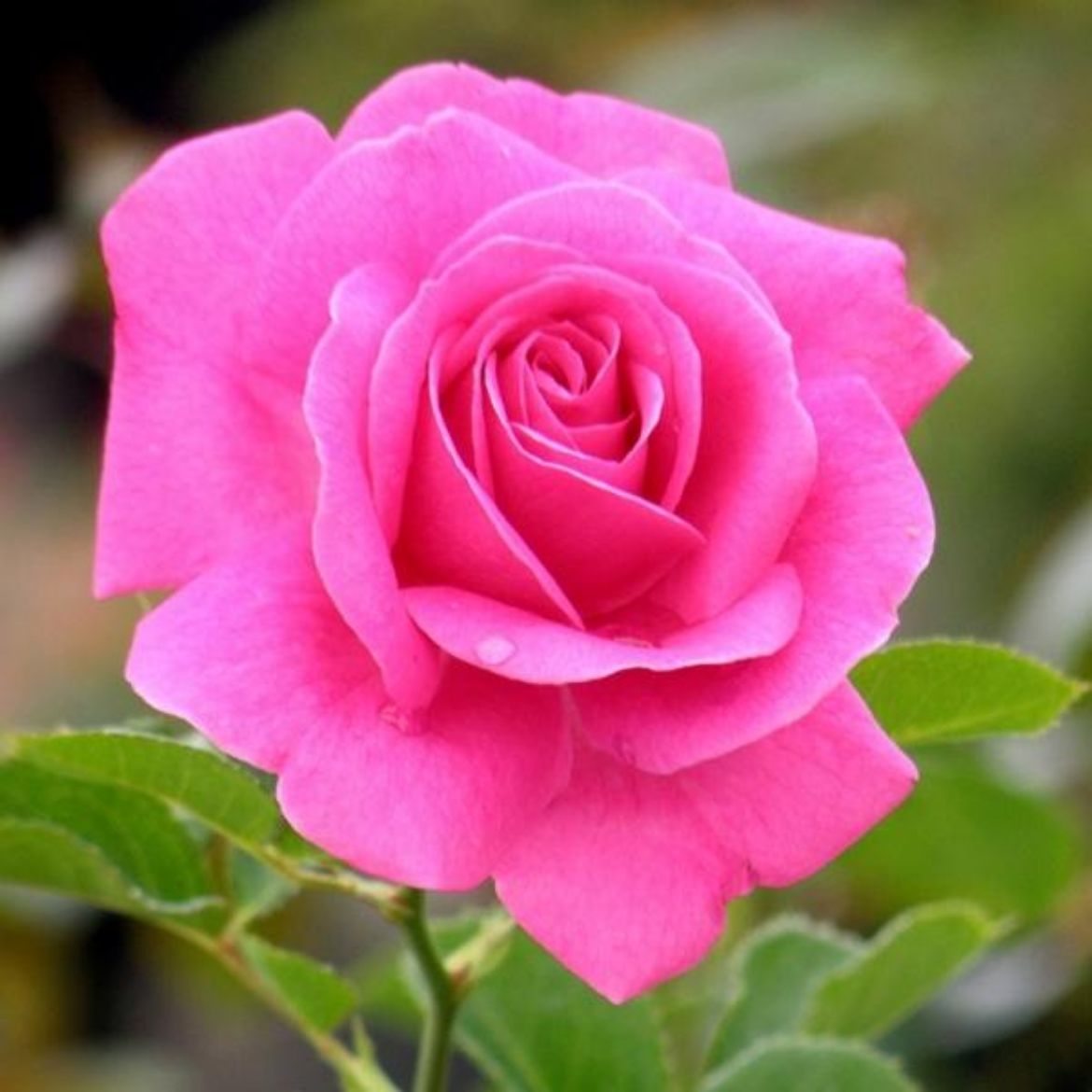 Picture of Rosa True Bloom™ True Gratitude