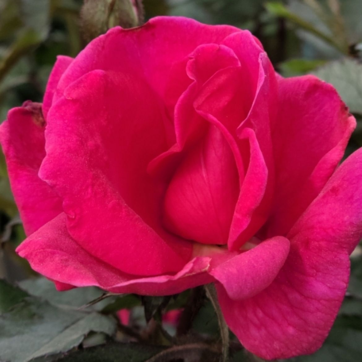 Picture of Rosa Pink Miracle™
