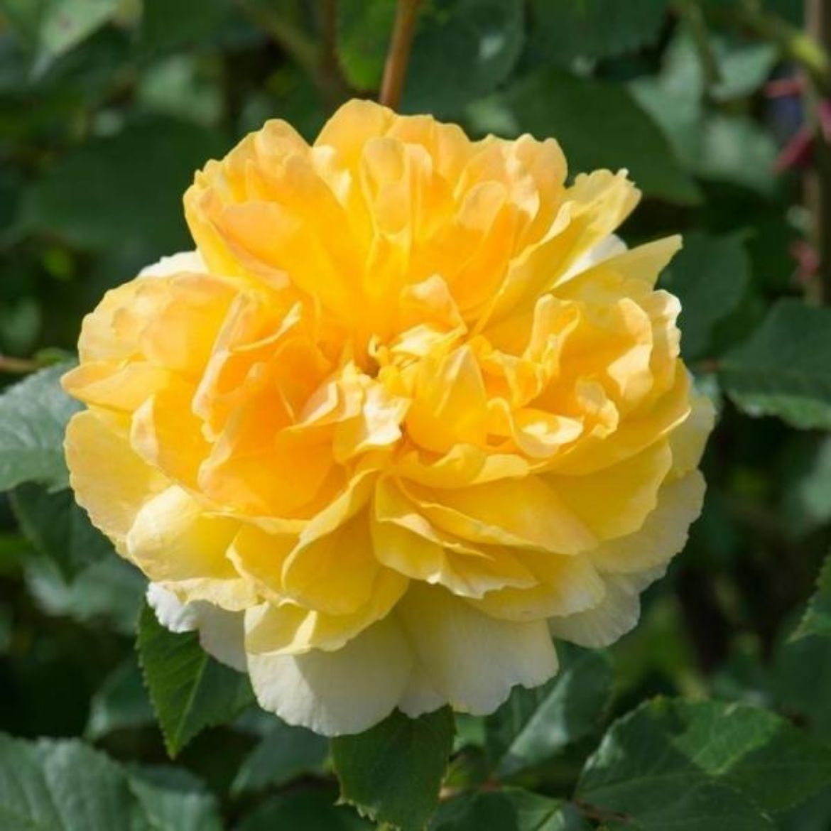 Picture of Rosa Molineux™