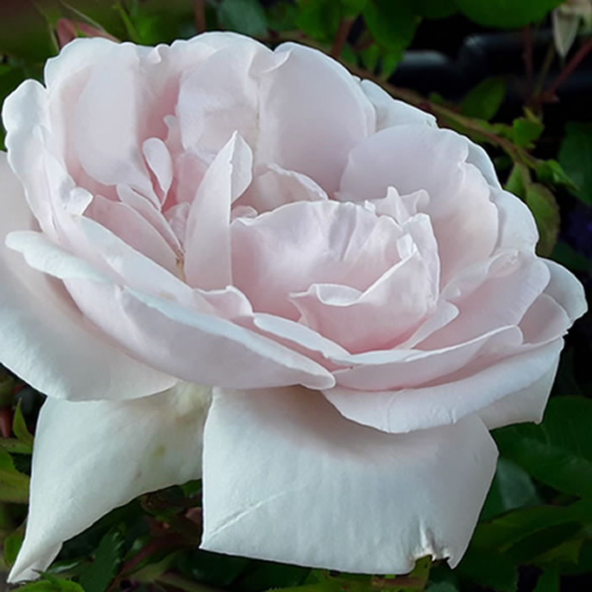 Picture of Rosa 'New Dawn'