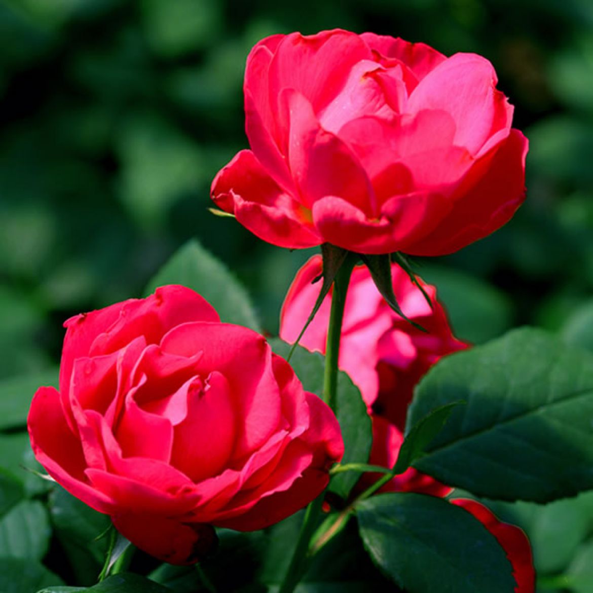 Picture of Rosa Oso Easy Double Red®