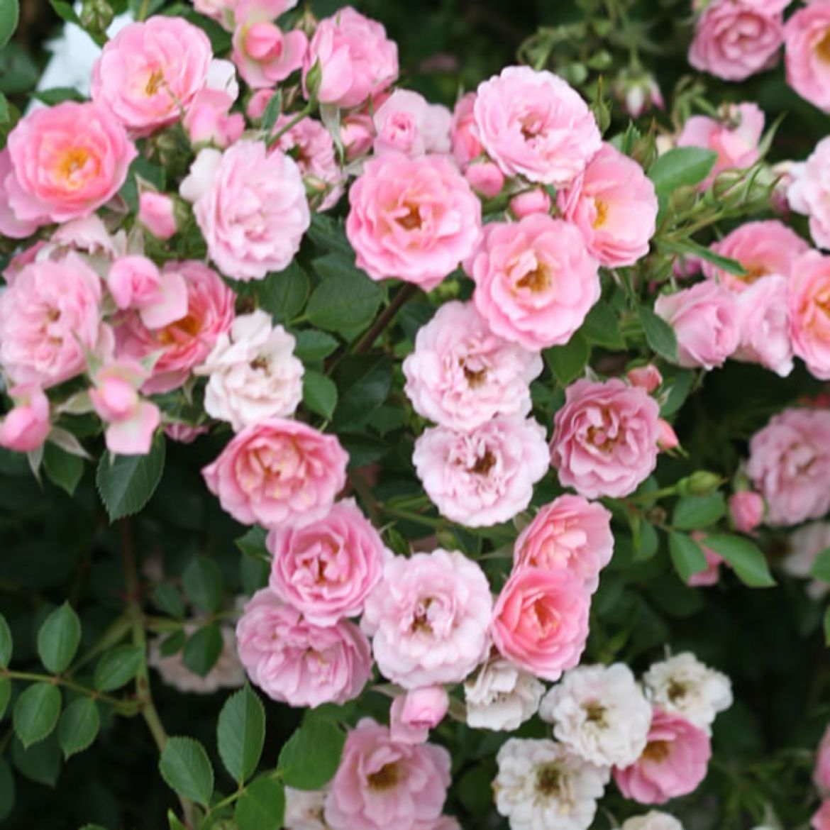 Picture of Rosa Oso Easy® Petit Pink
