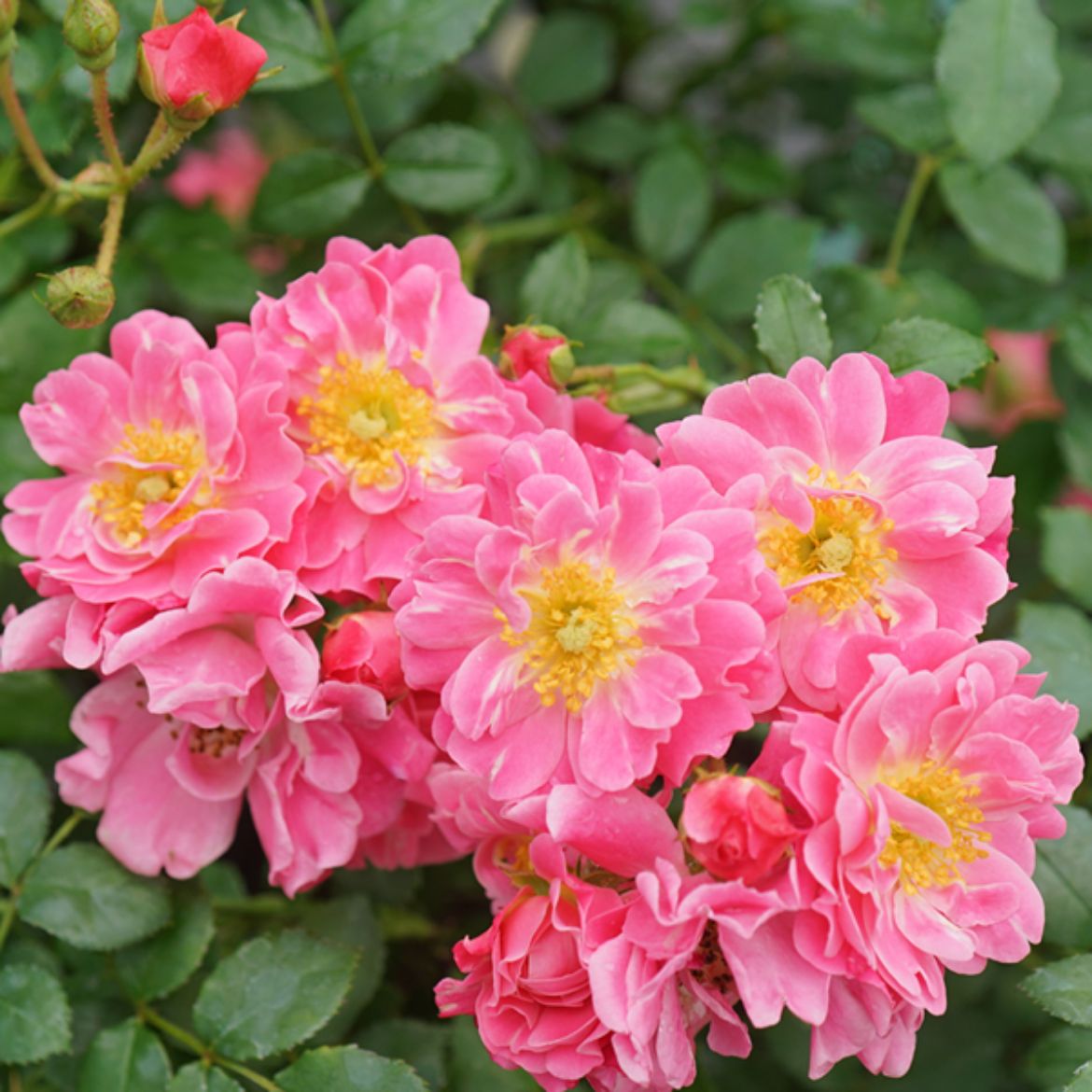 Picture of Rosa Oso Easy® Double Pink