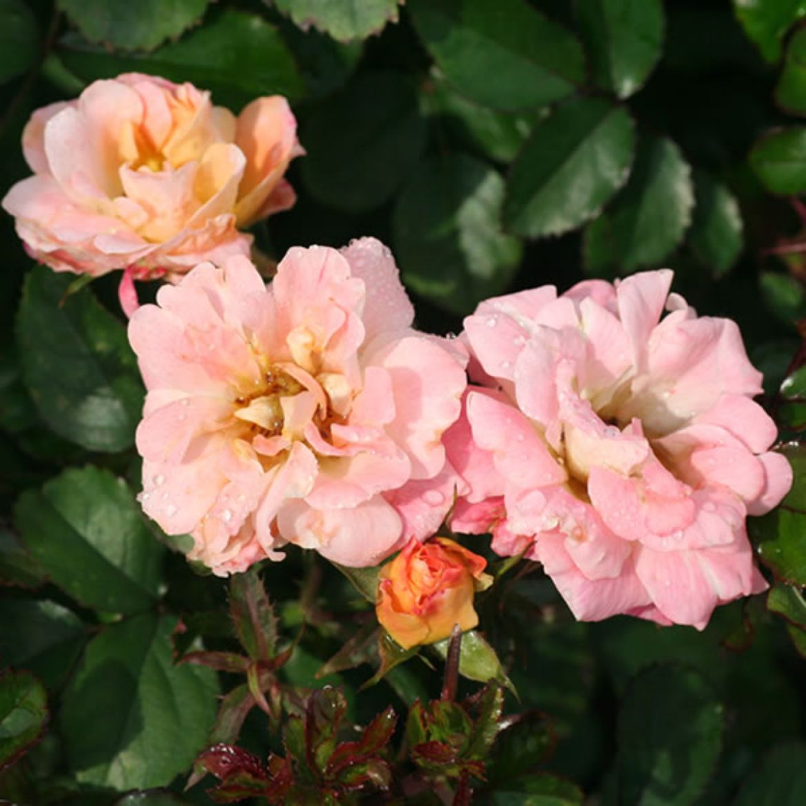 Picture of Rosa Peach Drift®