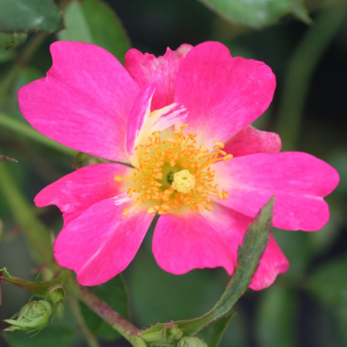 Picture of Rosa Pink Drift®