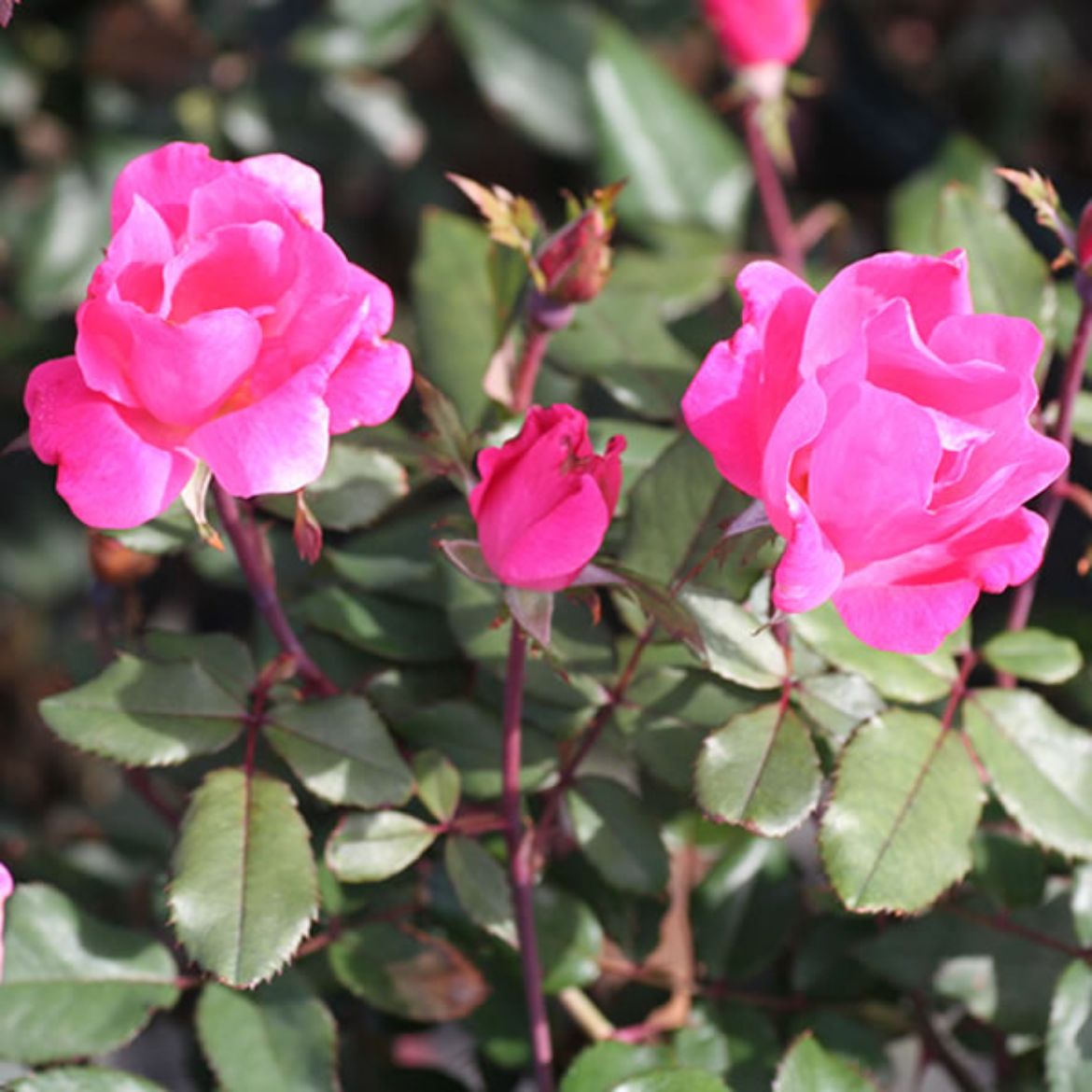 Picture of Rosa Pink Knock Out®