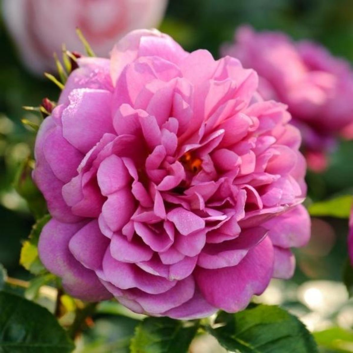 Picture of Rosa 'Princess Anne'