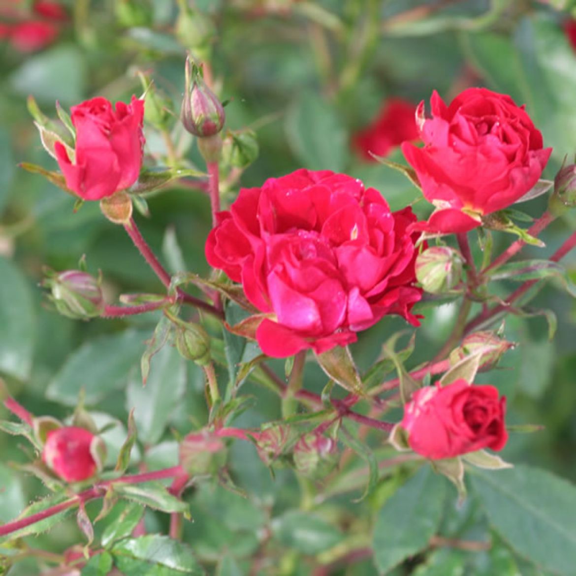 Picture of Rosa Red Drift®