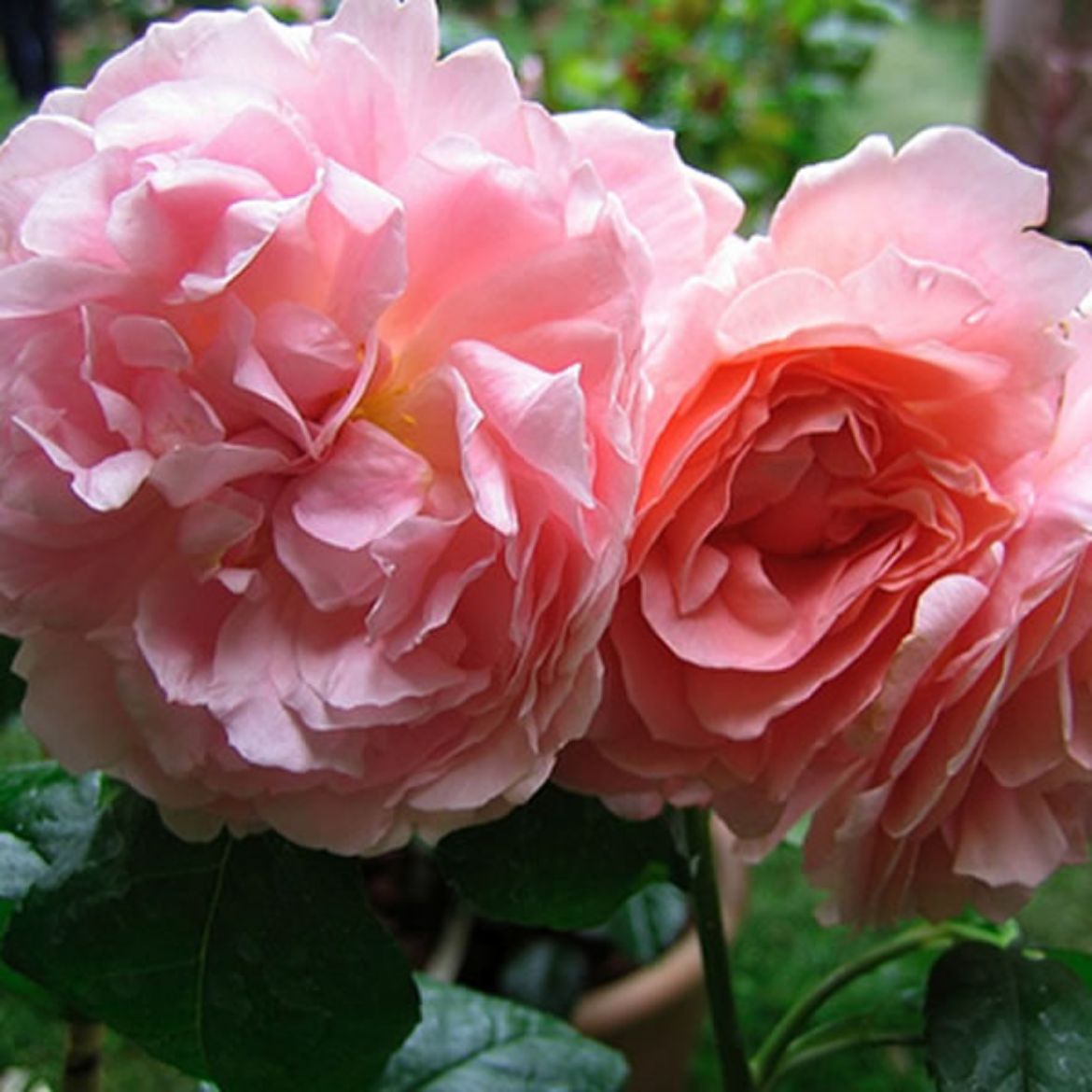 Picture of Rosa Strawberry Hill
