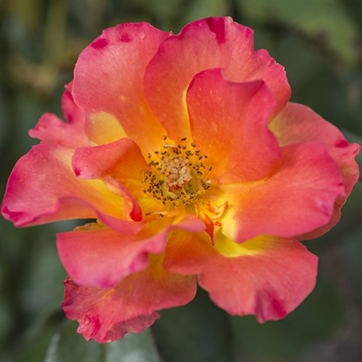 Picture of Rosa Sunset Horizon™