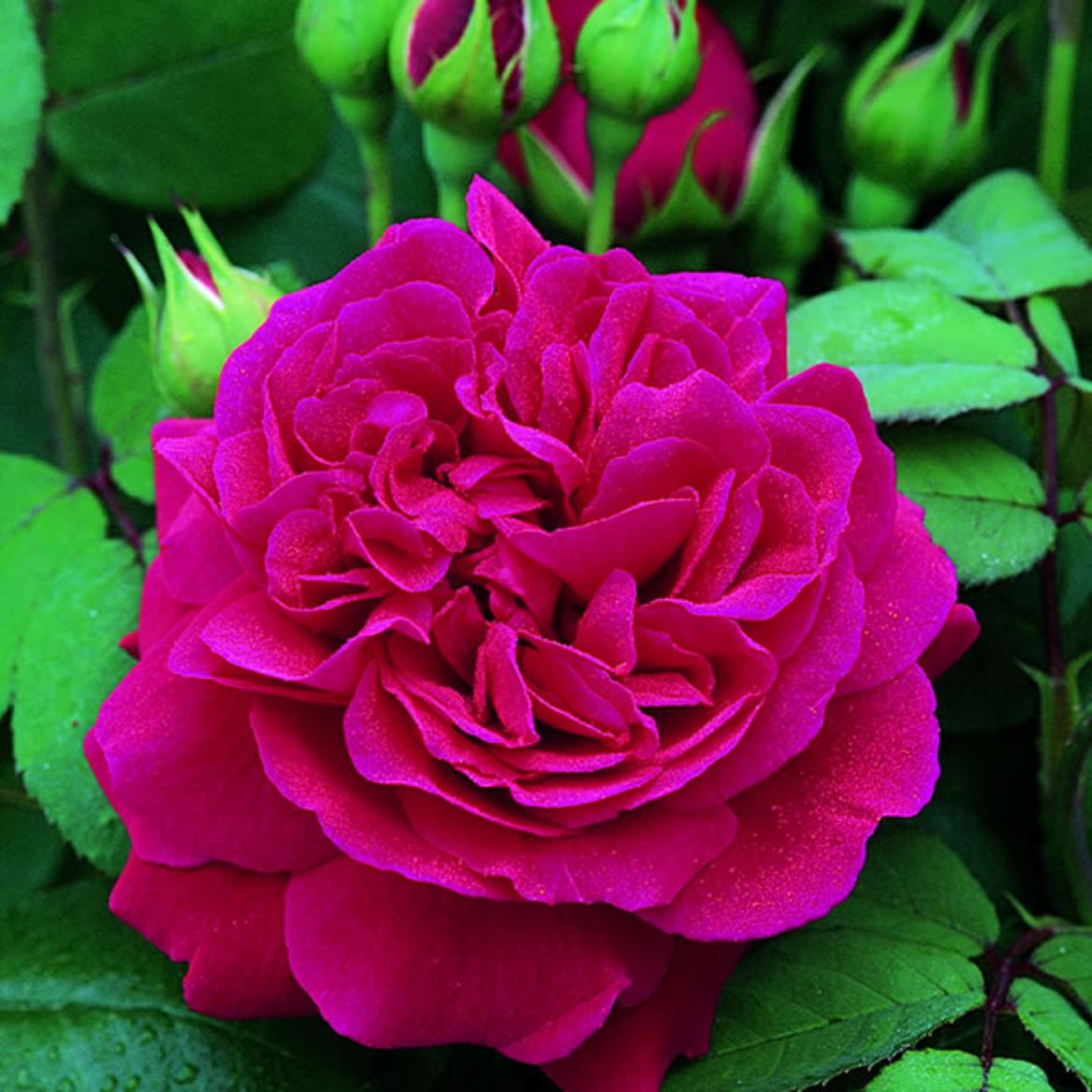 Picture of Rosa Tess of the d'Urbervilles®