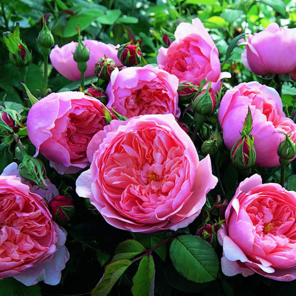 Picture of Rosa The Alnwick® Rose