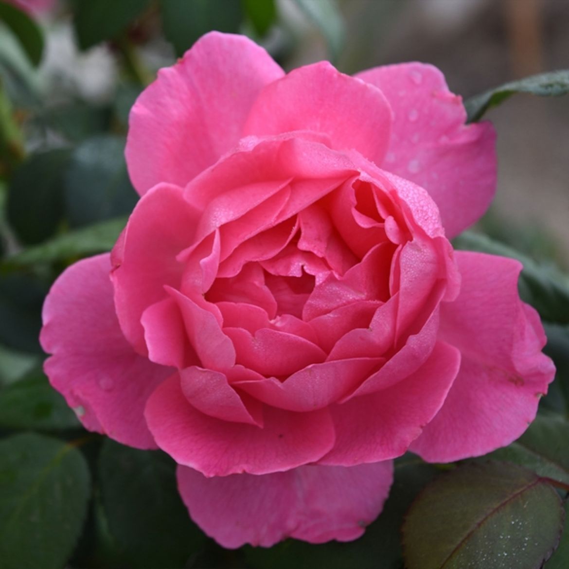 Picture of Rosa True Bloom™ True Inspiration