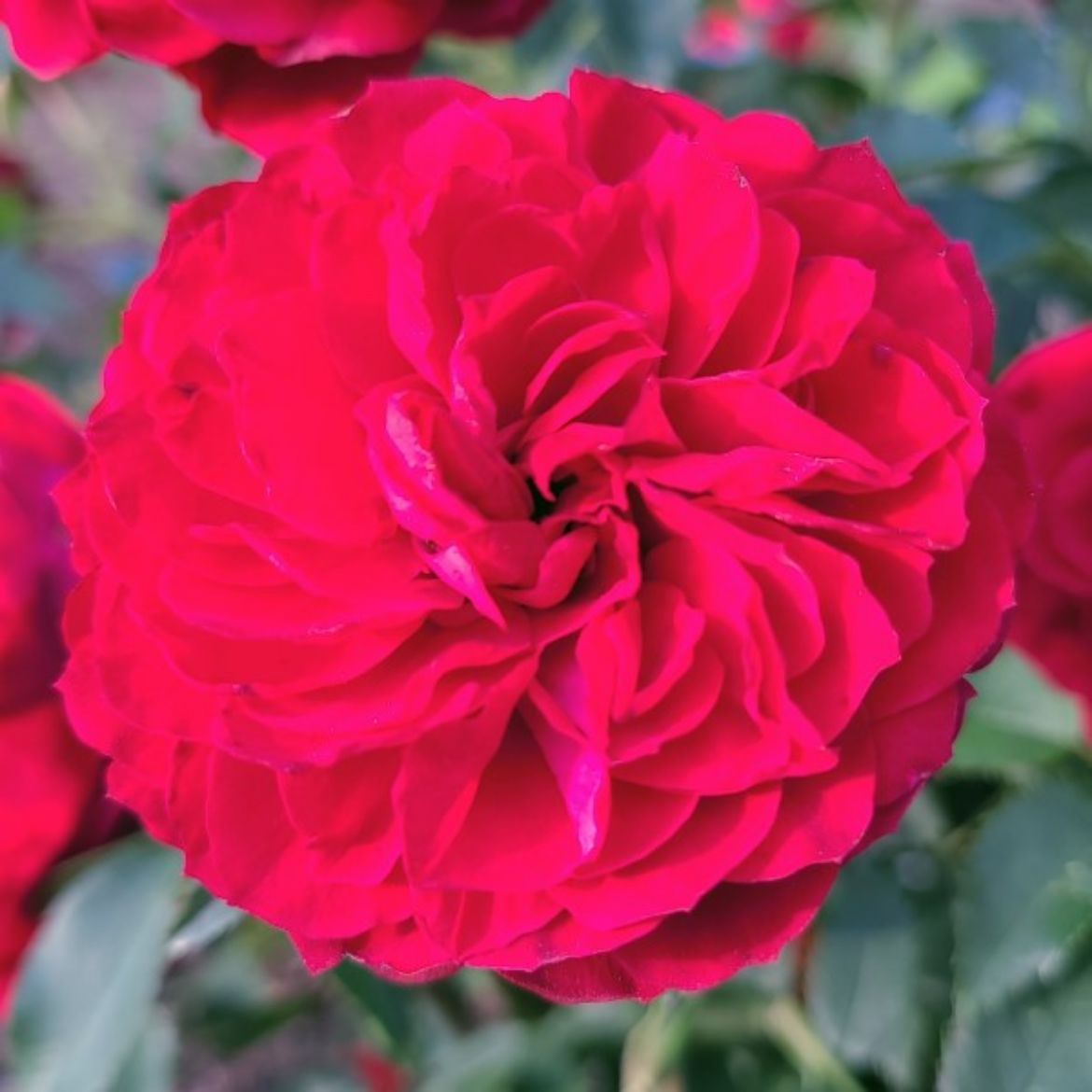 Picture of Rosa True Bloom™ True Love