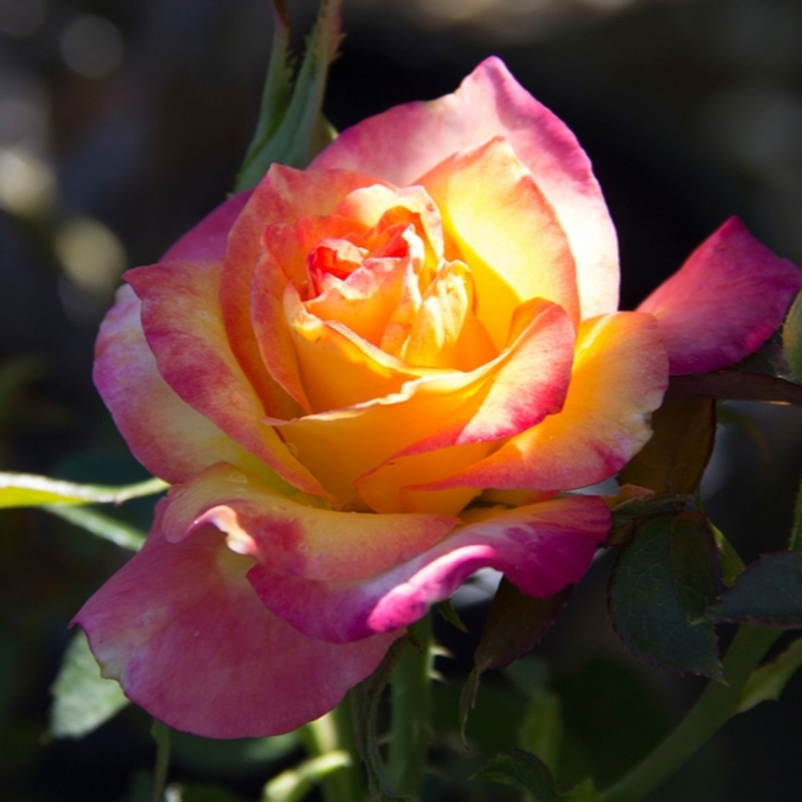 Picture of Rosa True Bloom™ True Sincerity