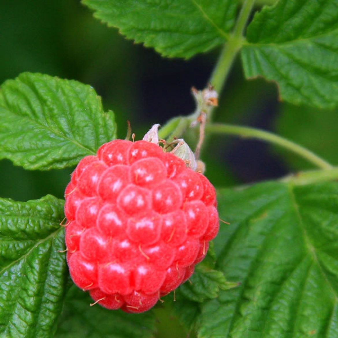 Picture of Rubus ida. Raspberry Shortcake®