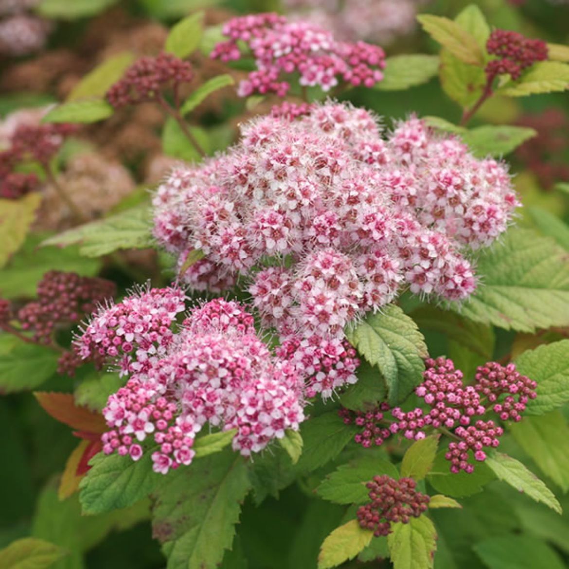 Picture of Spiraea jap. Double Play Big Bang®