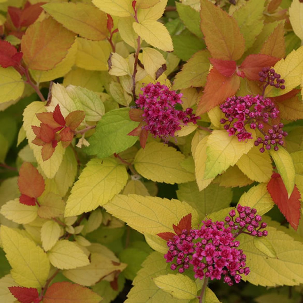 Picture of Spiraea jap. Double Play® Candy Corn®