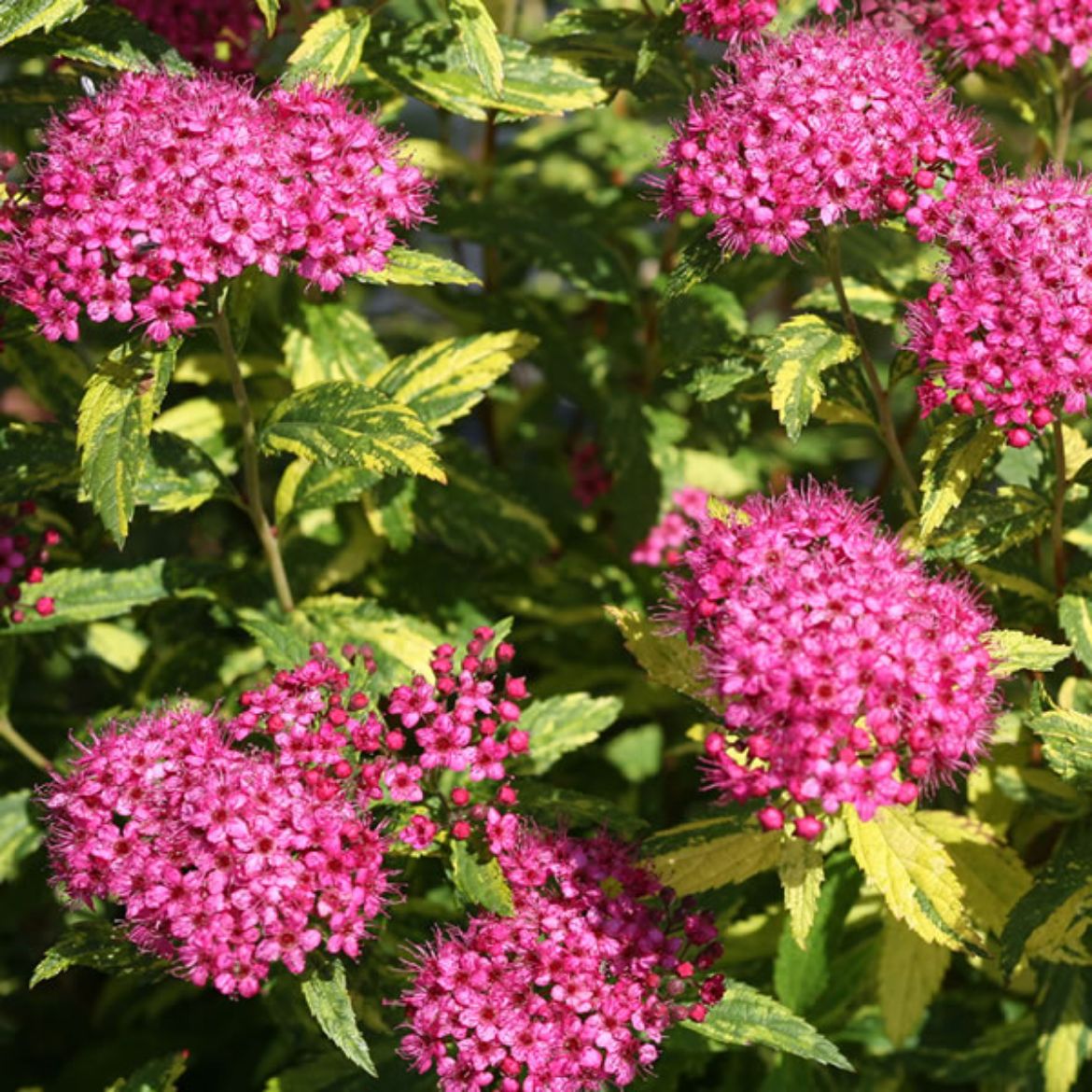 Picture of Spiraea jap. Double Play® Painted Lady®