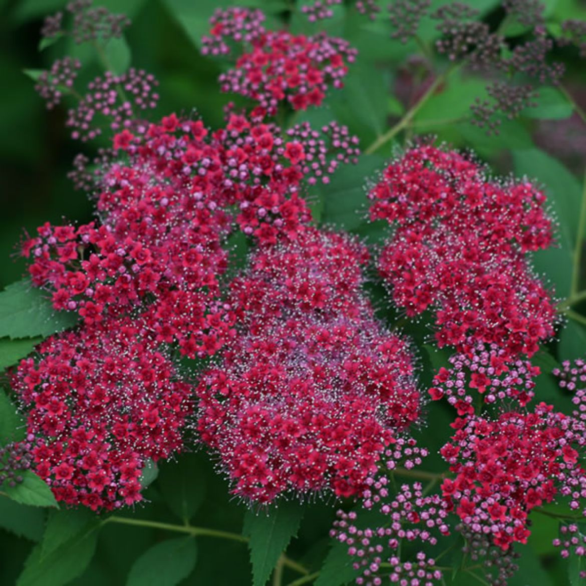 Picture of Spiraea jap. Double Play® Red
