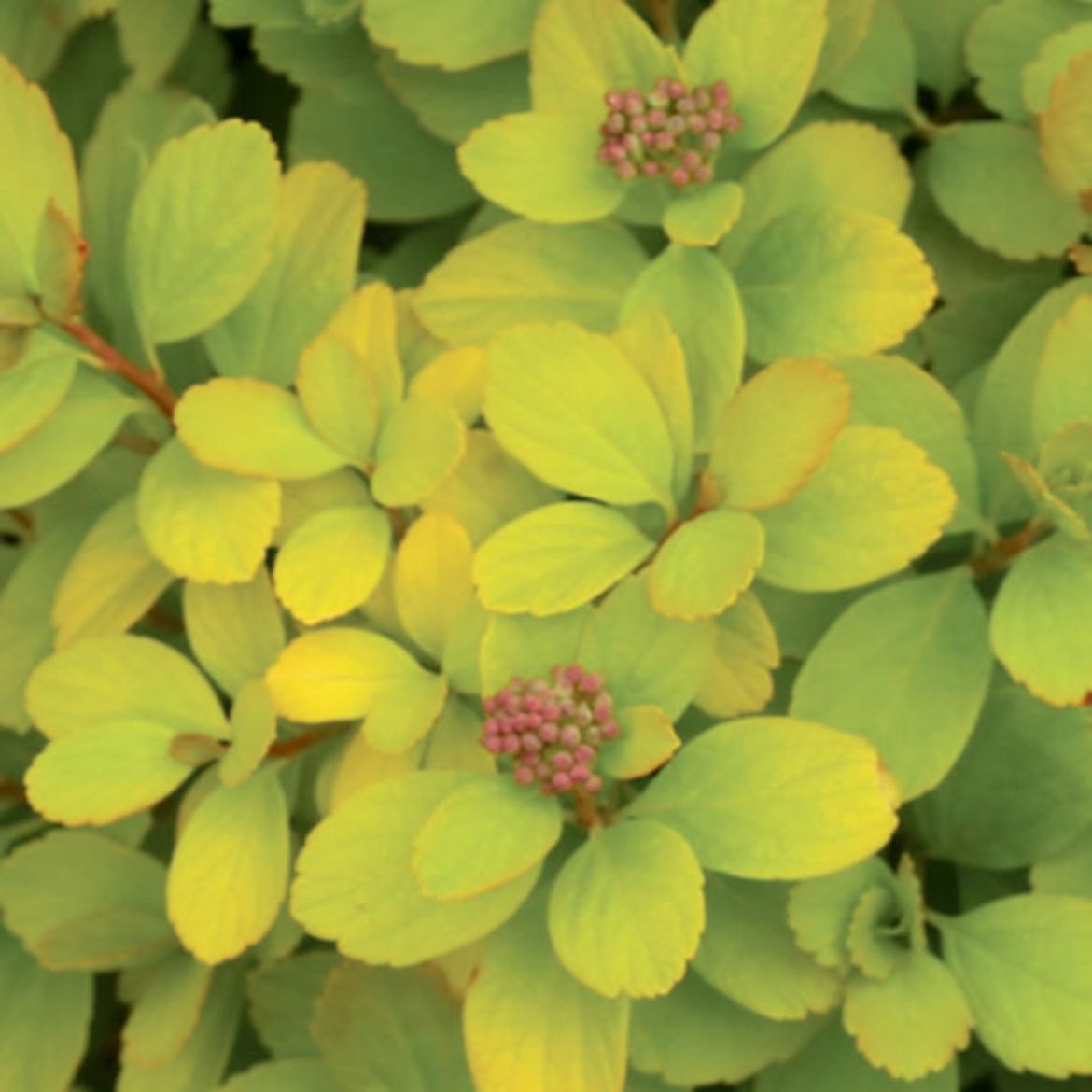 Picture of Spiraea bet. Glow Girl®