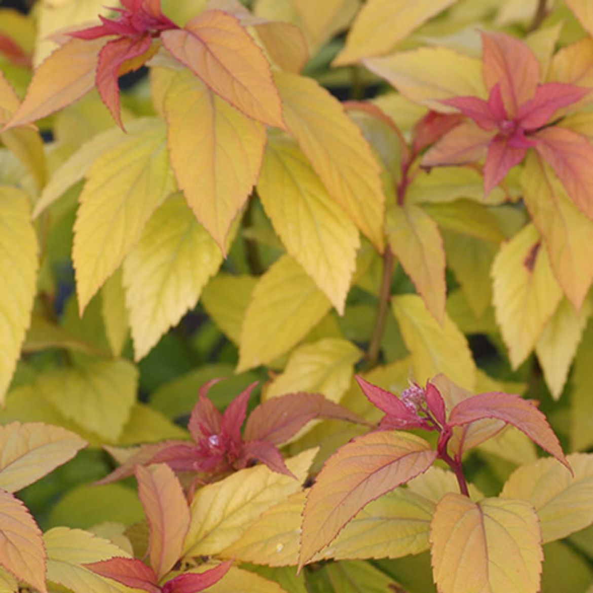 Picture of Spiraea jap. 'Goldflame'