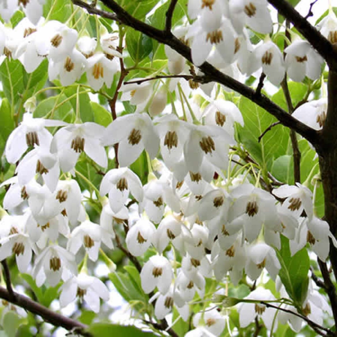 Picture of Styrax japonicus