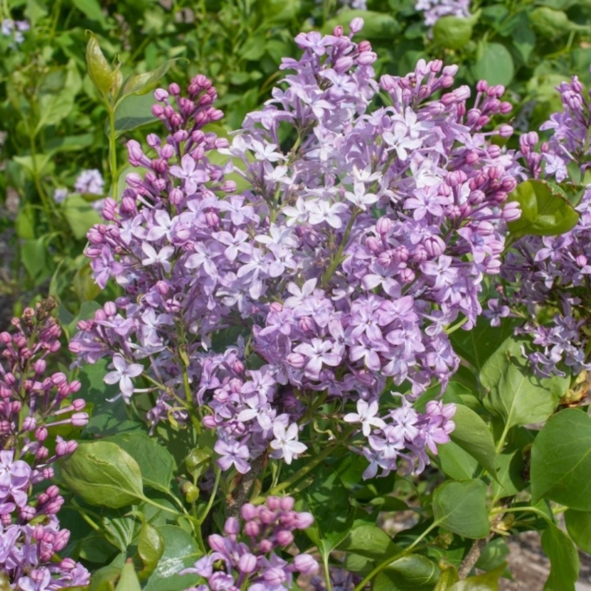 Picture of Syringa vul. New Age Lavender