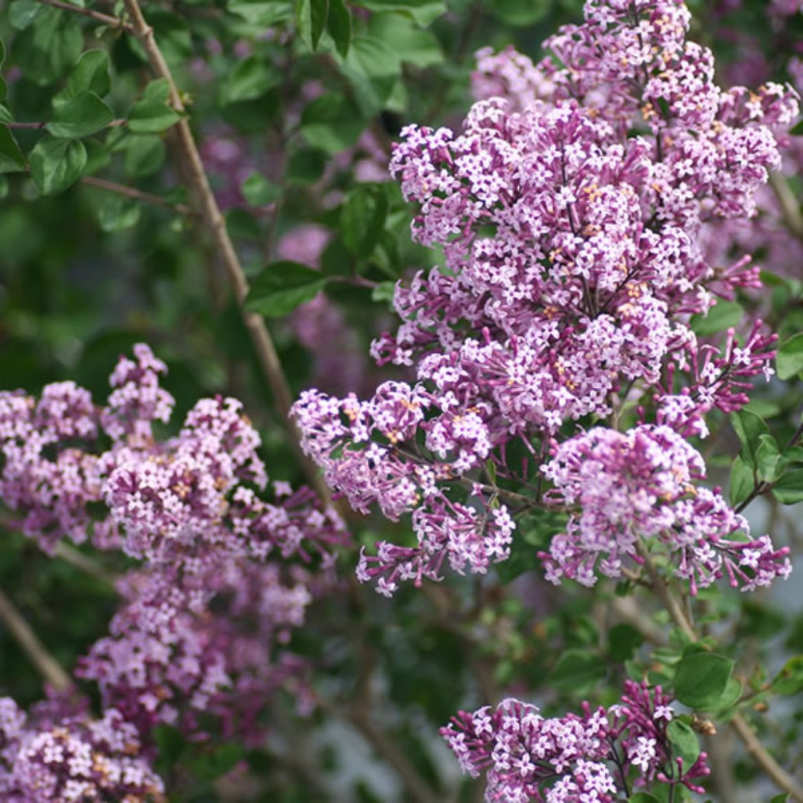 Picture of Syringa 'Red Pixie'